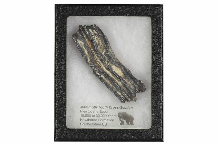 Mammoth Molar Slice With Case - South Carolina #106516